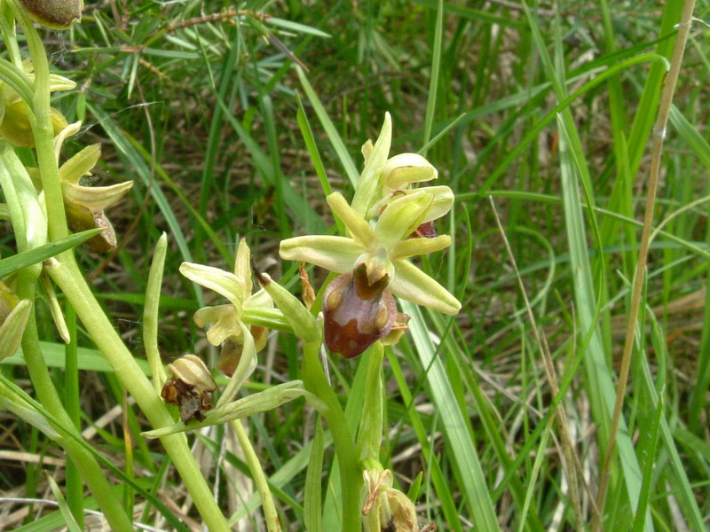 Ophrys sphegodes